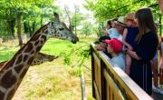 Wow Safari Peaugres