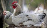 Allier Volailles, le seul abattoir sur le secteur, prévoit l’abattage de 26.000 poulets du Bourbonnais par an.