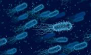 Aurobac Therapeutics SAS - bref eco
