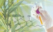 Greentech et Phytograde surfent sur la vague du cannabidiol