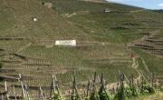 Les vignes en terrasse de la Côte-Rôtie pourraient peut-être un jour figurer sur la liste du patrimoine mondial de l'Unesco.