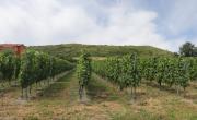 "Le Clos des Amoureux a été le départ du renouveau des vins d’Auvergne", explique  Gilles Vidal, président de la Fédération viticole des vins d’Auvergne.