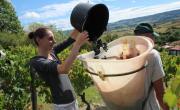 A terme, le vignoble des Côtes d’Auvergne pourrait doubler de superficie (700 ha contre 350 ha aujourd’hui).