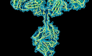 Lys Therapeutics a développé une biothérapie innovante pour le traitement des maladies neurologiques.