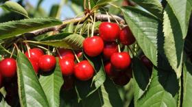 Cerises Sicoly, brefeco.com