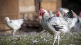 Volailles fermières d’Auvergne : le label anti-crise