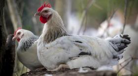 Allier Volailles, le seul abattoir sur le secteur, prévoit l’abattage de 26.000 poulets du Bourbonnais par an.