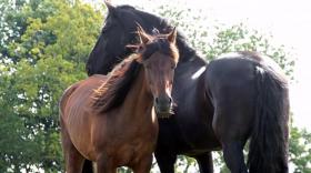 Unikorse optimise les relations entre chevaux et cavaliers