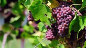 Le Beaujolais met l'accent sur ses vins de garde