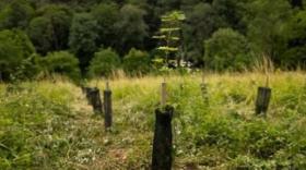 La Poste et Codeo plantent 700 arbres dans le cadre d'une compensation carbone