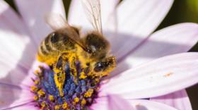 Les abeilles, tout un symbole