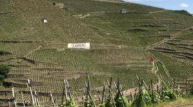 Les vignes en terrasse de la Côte-Rôtie pourraient peut-être un jour figurer sur la liste du patrimoine mondial de l'Unesco.