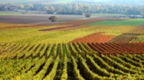 La Région signe un second contrat régional d'objectif pour soutenir la filière viticole rhônalpine