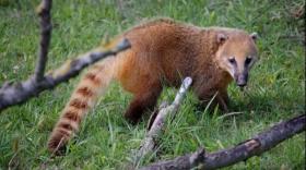 Un Coatis