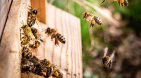 Gros projet drômois dans l'apiculture