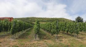 "Le Clos des Amoureux a été le départ du renouveau des vins d’Auvergne", explique  Gilles Vidal, président de la Fédération viticole des vins d’Auvergne.