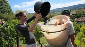 A terme, le vignoble des Côtes d’Auvergne pourrait doubler de superficie (700 ha contre 350 ha aujourd’hui).