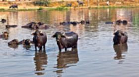 Merial s’installe en Inde avec Dosch Pharmaceuticals