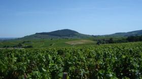 Vue sur le Mont Brouilly