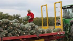 Sapins de Noël : les pépinières Digonnet et Grange s’impatientent