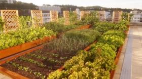 La Marmite urbaine a installé son premier potager sur le toit de Groupama Auvergne-Rhône-Alpes à Lyon.