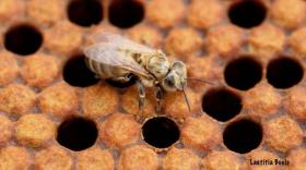 Avec BeeOmonitoring, les abeilles deviennent des vigies de l’environnement