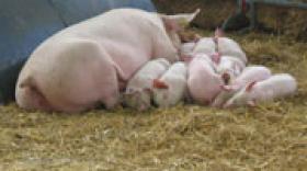 Association Porc Montagne : une nouvelle marque pour avoir la cote