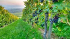 4 jours de salon pour les vins de la Vallée du Rhône