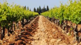 Vignes valée du Rhône