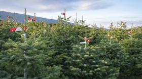 L'agrément Savoie Mont Blanc Excellence décerné à sept producteurs de sapins