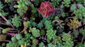 Serge Ferrari primé par l’Ardi pour son Texyloop Toitures Végétalisées