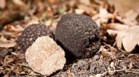 Drôme et Vaucluse : région de prédilection de la truffe 