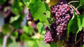 Vendanges 2012 : les viticulteurs de la Vallée du Rhône optimistes
