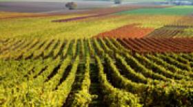 Rhône-Alpes veut devenir la 1ère destination d'œnotourisme de France
