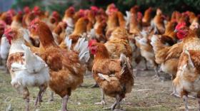 volailles fermières d'auvergne - bref eco