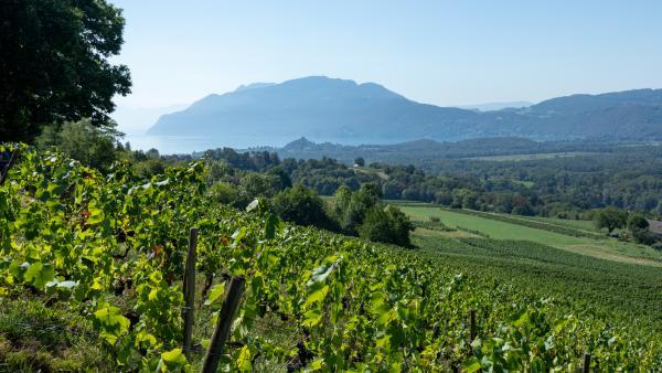 Le Vigneron Savoyard revoit sa commercialisation