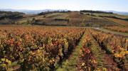 Le Beaujolais veut se doter d'une marque territoriale