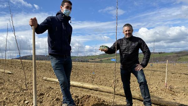 Blédina relance la culture de la poire