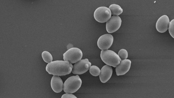 Biose, le spécialiste du microbiote poursuit son développement