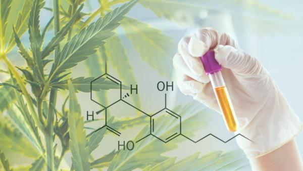 Greentech et Phytograde surfent sur la vague du cannabidiol