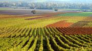 La Région signe un second contrat régional d'objectif pour soutenir la filière viticole rhônalpine