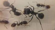 Insolite : Fourmis.fr ouvre sa première boutique en Isère