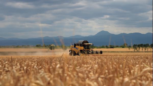 Limagrain est détenu par 1.300 agriculteurs installés dans la plaine de Limagne.