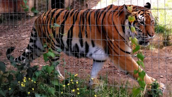 Parc Animalier d'Auvergne, brefeco.com