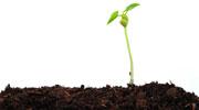 Oxadis (groupe Vilmorin) acquiert l'activité jardin grand public du breton Cultisol