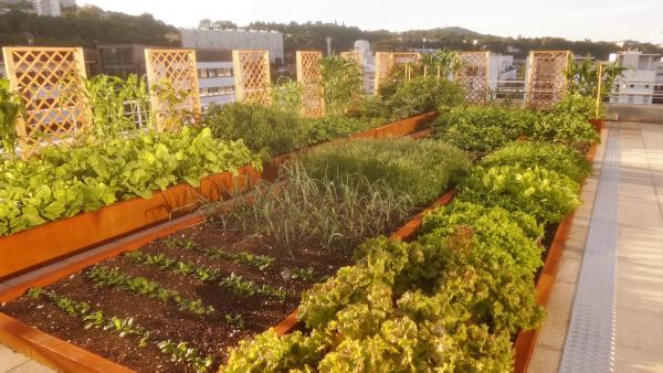 La Marmite urbaine a installé son premier potager sur le toit de Groupama Auvergne-Rhône-Alpes à Lyon.