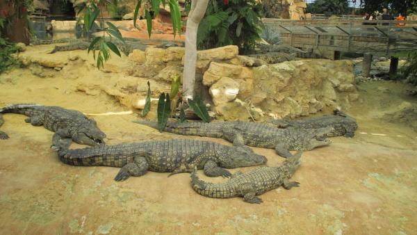 La ferme aux Crocodiles