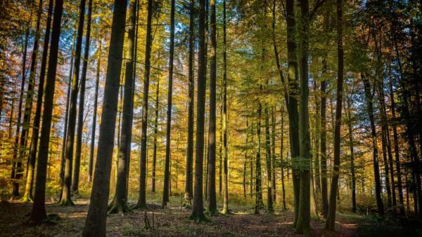 Foncière Forestière et GFF achètent 129 ha de forêt en Auvergne