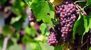 Lyon est choisie pour le 8ème "Destination Vignobles"