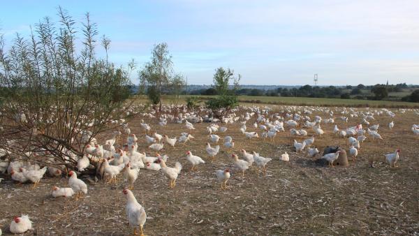 Le label AOP accordé au poulet du Bourbonnais